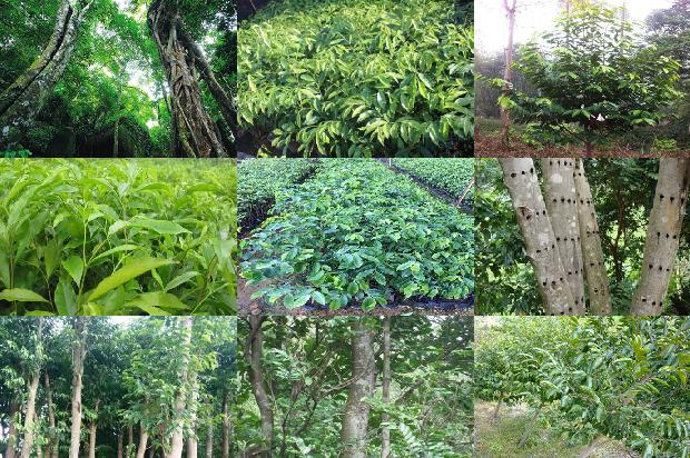 沉香树「《沉香救母二》第二课时教学设计」1660406888289 沉香树「《沉香救母二》第二课时教学设计」1660406888289