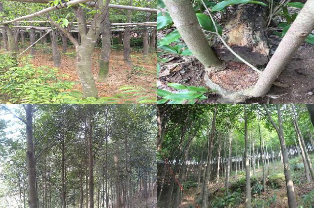 沉香树「《沉香救母二》第二课时教学设计」1660406888299 沉香树「《沉香救母二》第二课时教学设计」1660406888299