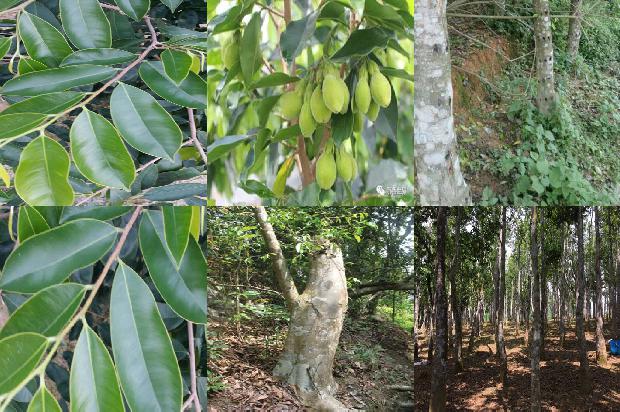 沉香树「《沉香救母二》第二课时教学设计」1660406888310 沉香树「《沉香救母二》第二课时教学设计」1660406888310