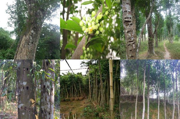 沉香树「《沉香救母二》第二课时教学设计」1660406888321 沉香树「《沉香救母二》第二课时教学设计」1660406888321