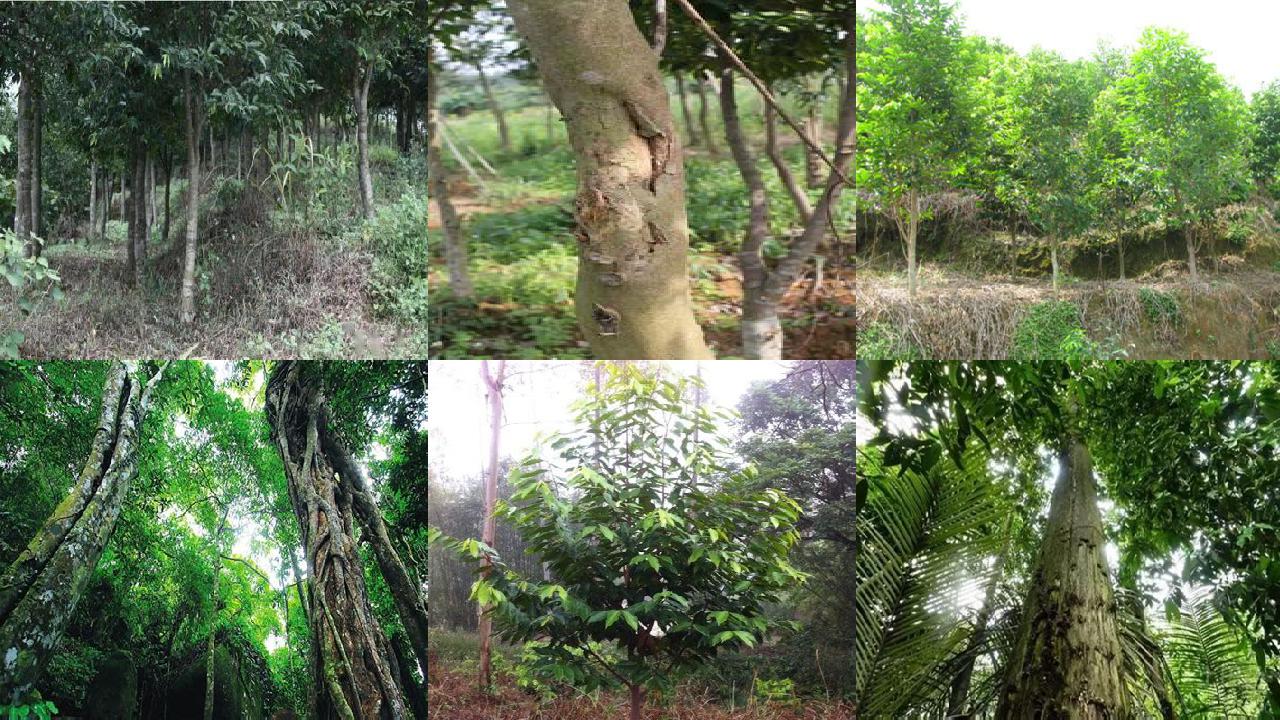 沉香树-对“绿叶在光下制造有机物”实验的创新1660494787003