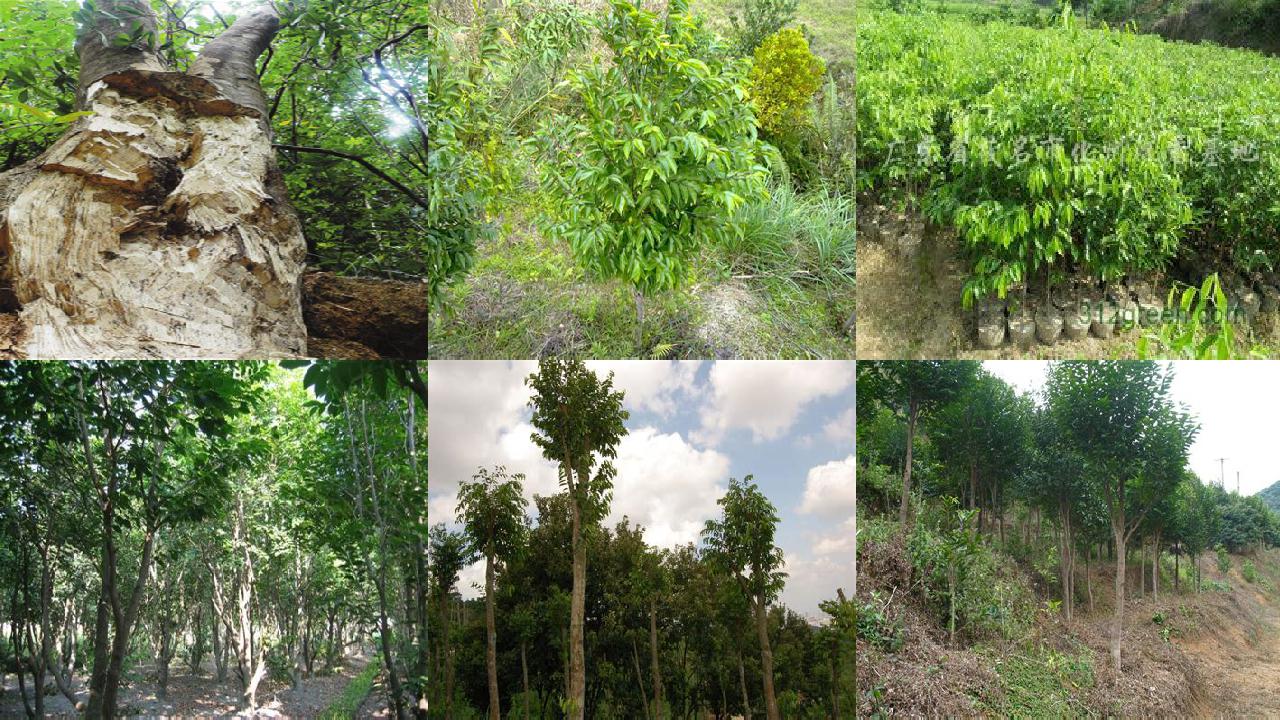 沉香树-对“绿叶在光下制造有机物”实验的创新1660494787014