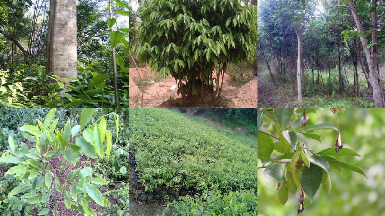 沉香树-对“绿叶在光下制造有机物”实验的创新1660494787025