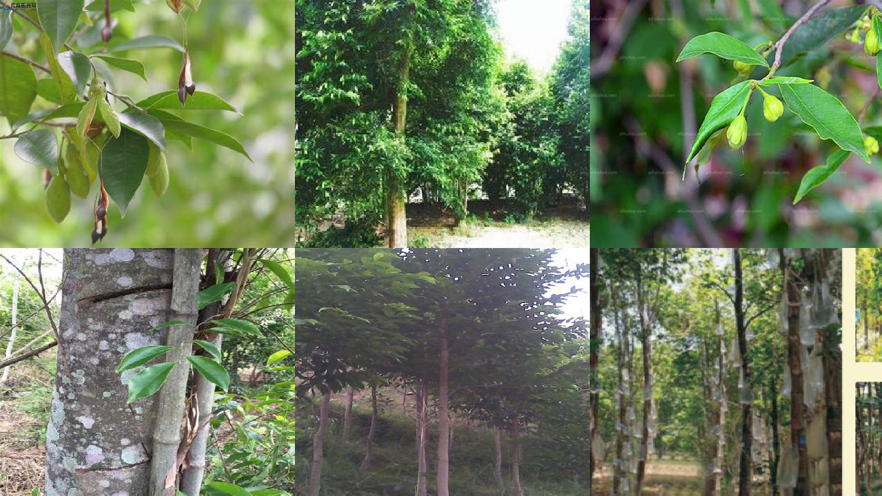 沉香树适合什么地方生长-必看34条小知识1660579689659 沉香树适合什么地方生长-必看34条小知识1660579689659