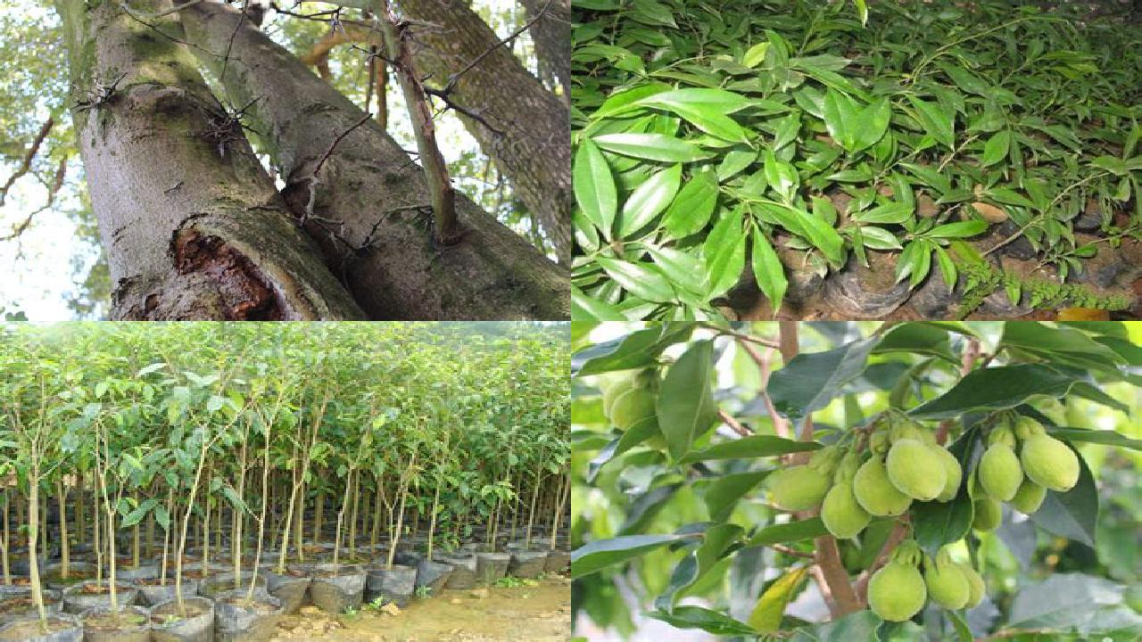 沉香树卖多少钱一颗21条介绍,你知道么?1660579701974 沉香树卖多少钱一颗21条介绍,你知道么?1660579701974