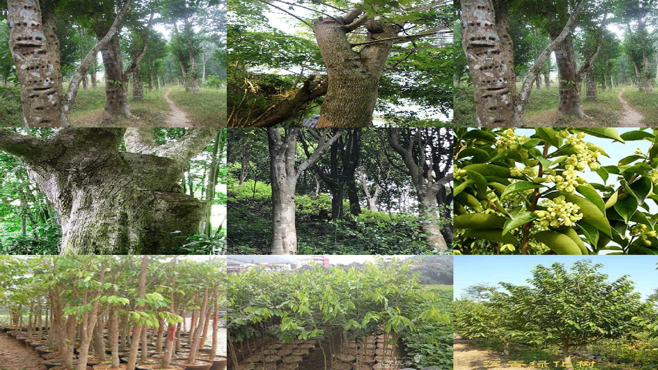 沉香树卖多少钱一颗21条介绍,你知道么?1660579701980 沉香树卖多少钱一颗21条介绍,你知道么?1660579701980