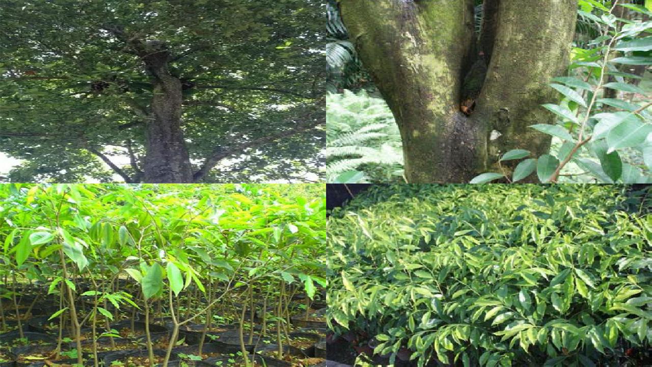10年沉香树整棵价格36条介绍,你知道么?1660579710908 10年沉香树整棵价格36条介绍,你知道么?1660579710908