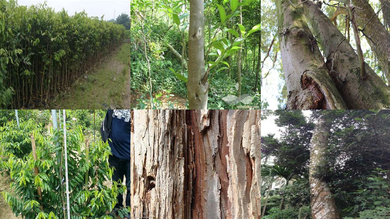 沉香苗的种植技术1697933391410 沉香苗的种植技术1697933391410