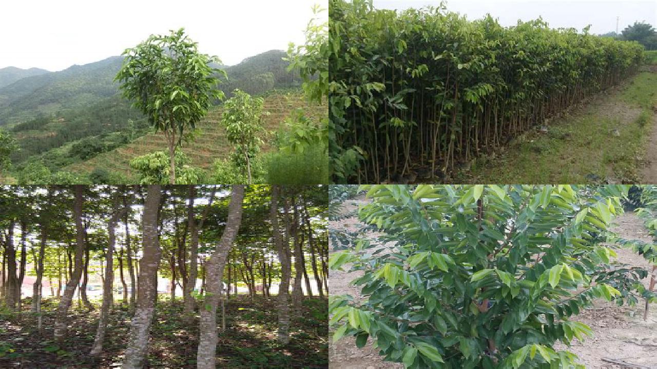 嫁接沉香苗结香质量1699056562186 嫁接沉香苗结香质量1699056562186