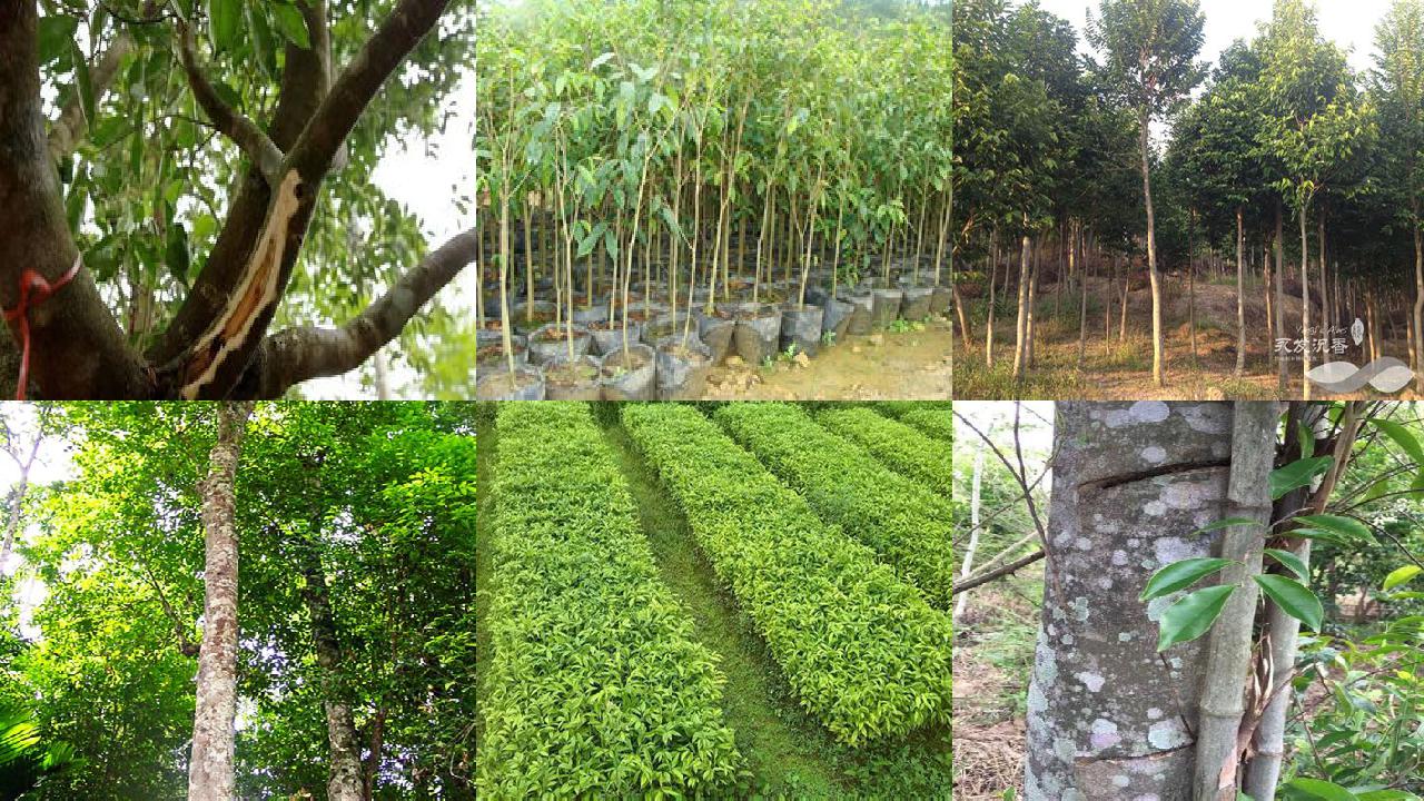 哪种沉香树最好?34条介绍,一定要看!1660579741490 哪种沉香树最好?34条介绍,一定要看!1660579741490