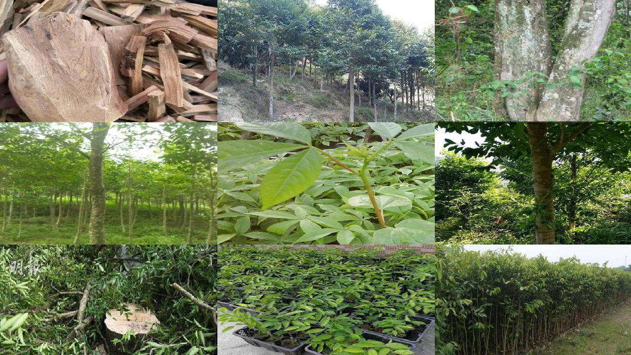 五年的沉香树能卖多少钱28条介绍,你知道么?1660579759620 五年的沉香树能卖多少钱28条介绍,你知道么?1660579759620