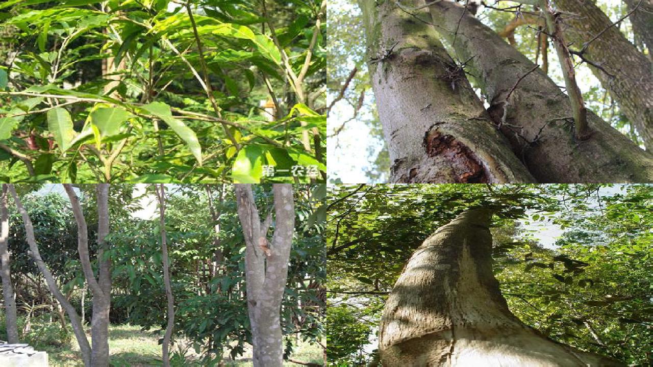 北方可以种植沉香树吗的30条小知识1660579784716 北方可以种植沉香树吗的30条小知识1660579784716