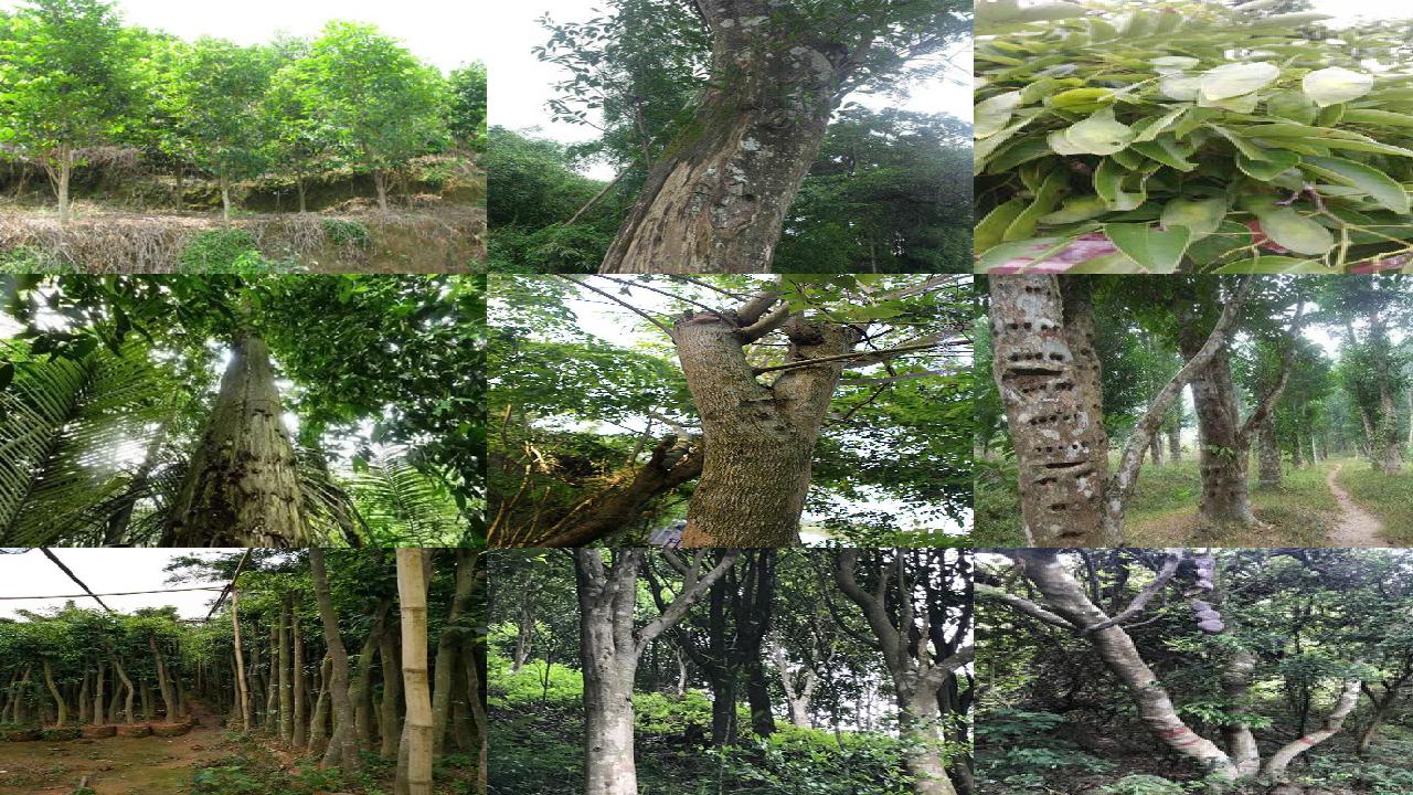 沉香的市场价格是多少1692922217196 沉香的市场价格是多少1692922217196