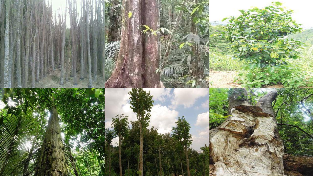 北方可以种植沉香树吗的30条小知识1660579784728 北方可以种植沉香树吗的30条小知识1660579784728