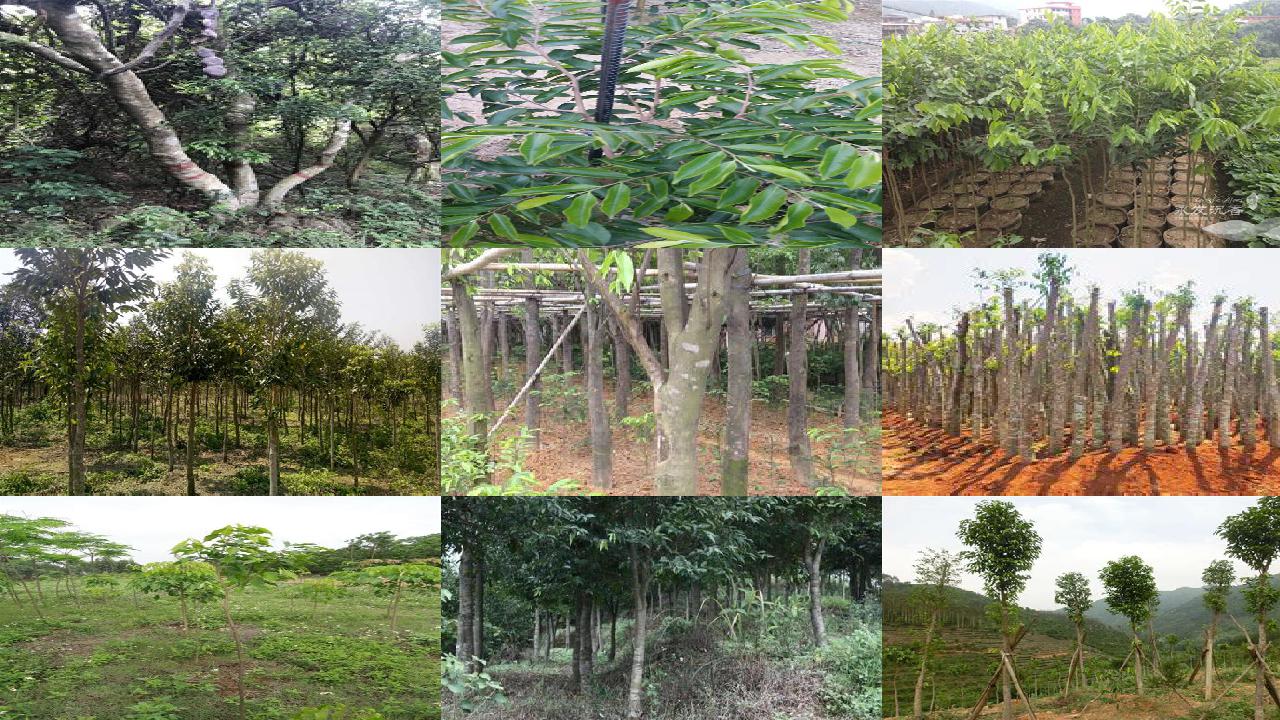 沉香树能卖多少钱26条介绍1660666177621 沉香树能卖多少钱26条介绍1660666177621