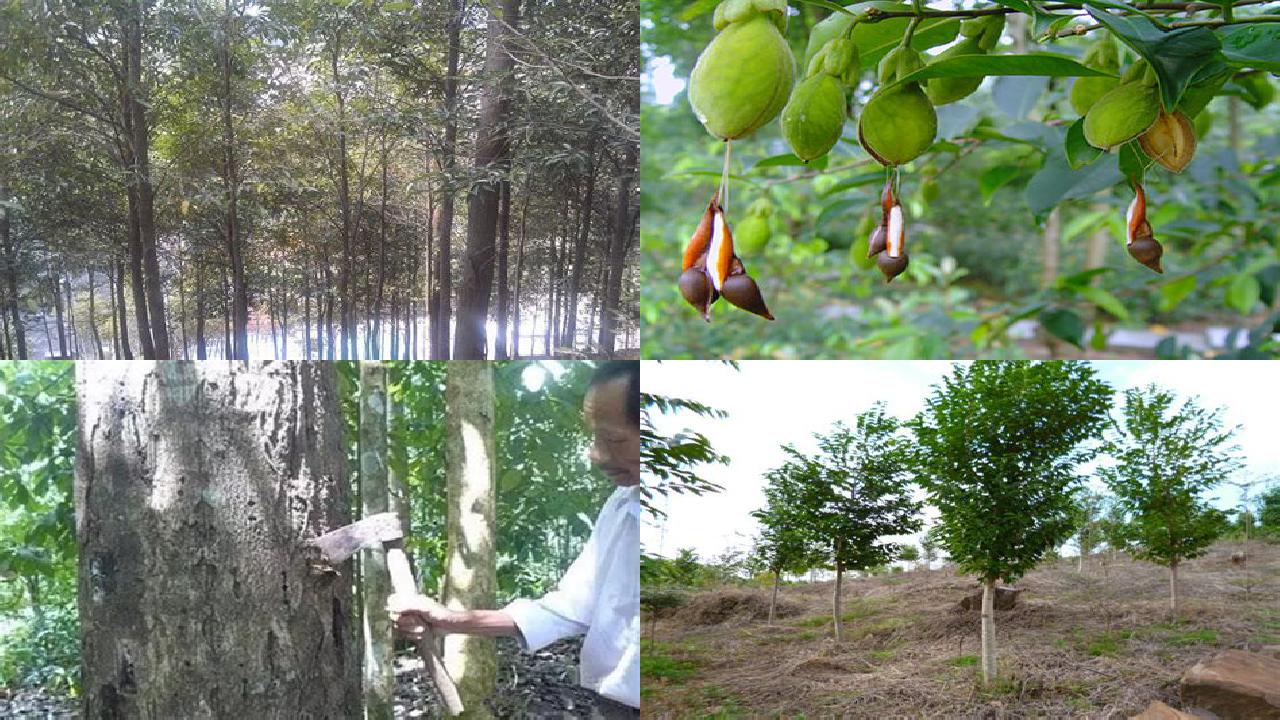 沉香什么树1695254987562 沉香什么树1695254987562