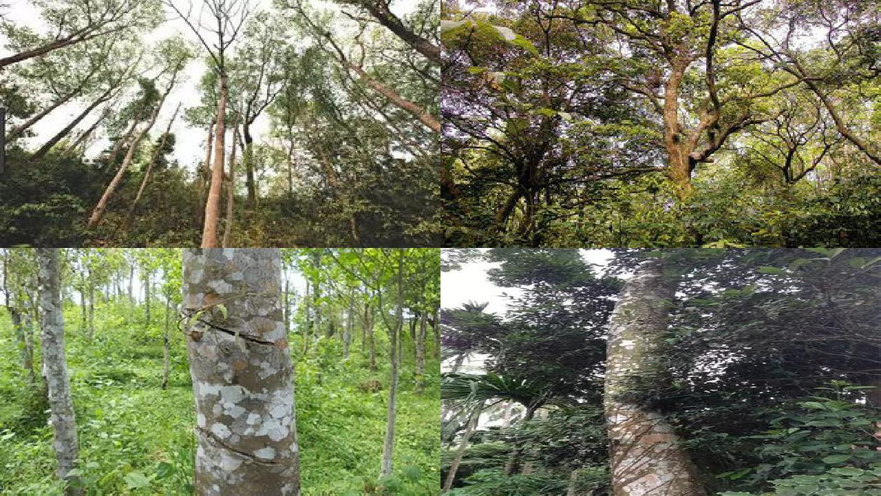 沉香树如何育苗16条介绍,来看看有哪些1660666230321 沉香树如何育苗16条介绍,来看看有哪些1660666230321