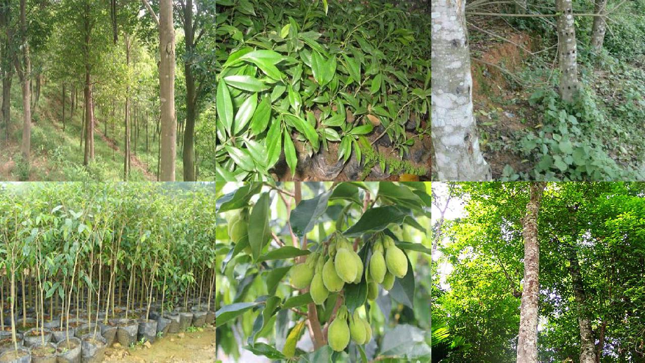 沉香树如何育苗16条介绍,来看看有哪些1660666230339 沉香树如何育苗16条介绍,来看看有哪些1660666230339