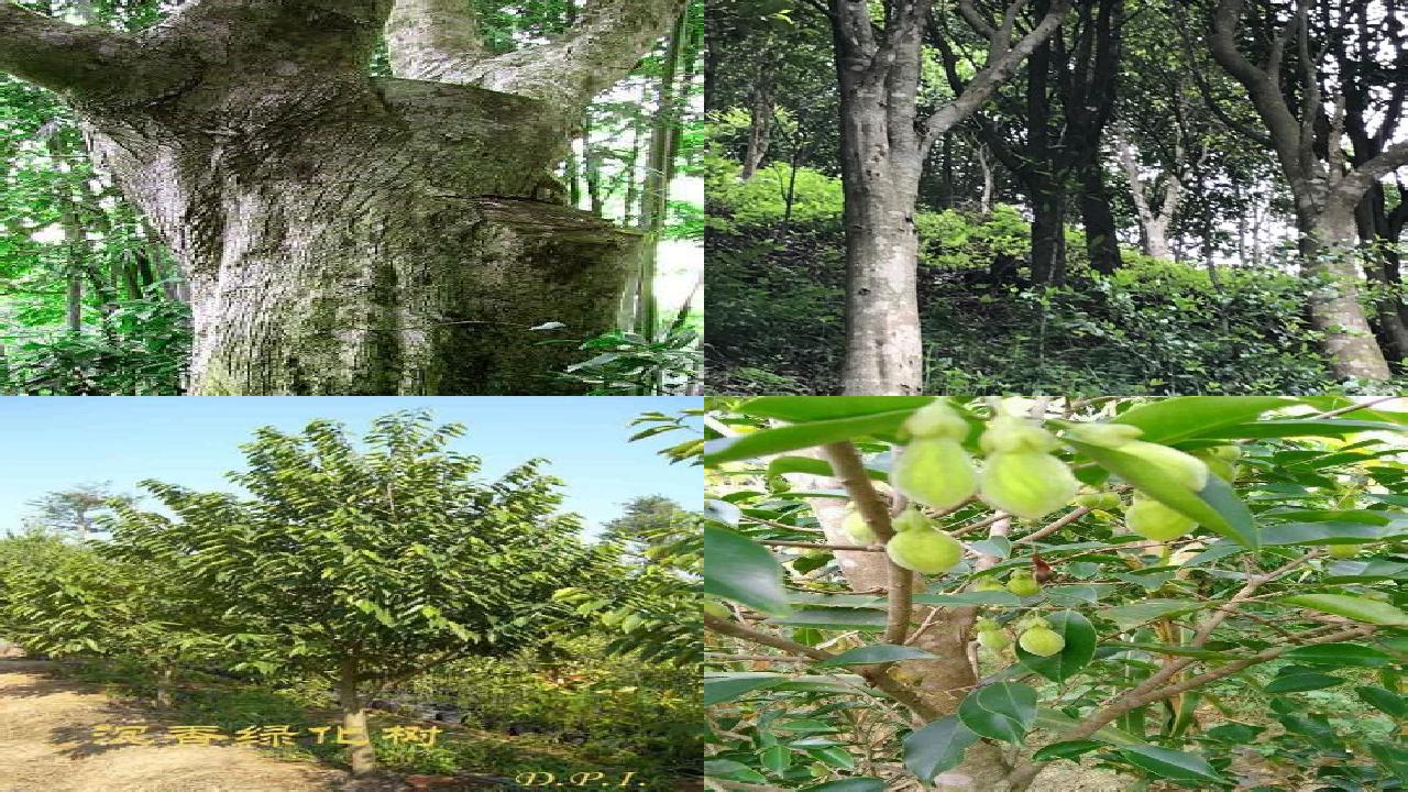沉香树如何育苗16条介绍,来看看有哪些1660666230345 沉香树如何育苗16条介绍,来看看有哪些1660666230345