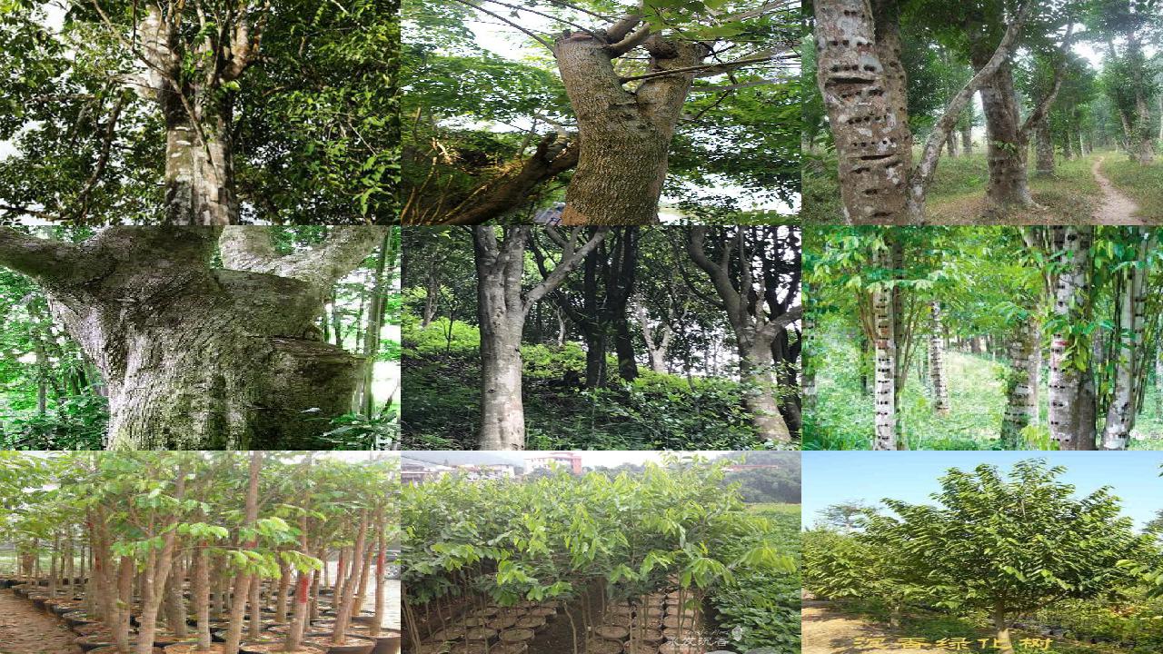 沉香树能种在院子里吗-必看18条小知识1660666256747 沉香树能种在院子里吗-必看18条小知识1660666256747