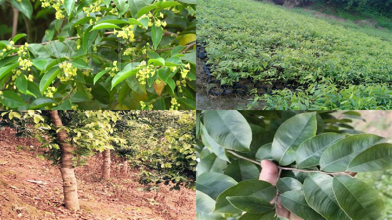 沉香树能种在院子里吗-必看18条小知识1660666256753 沉香树能种在院子里吗-必看18条小知识1660666256753
