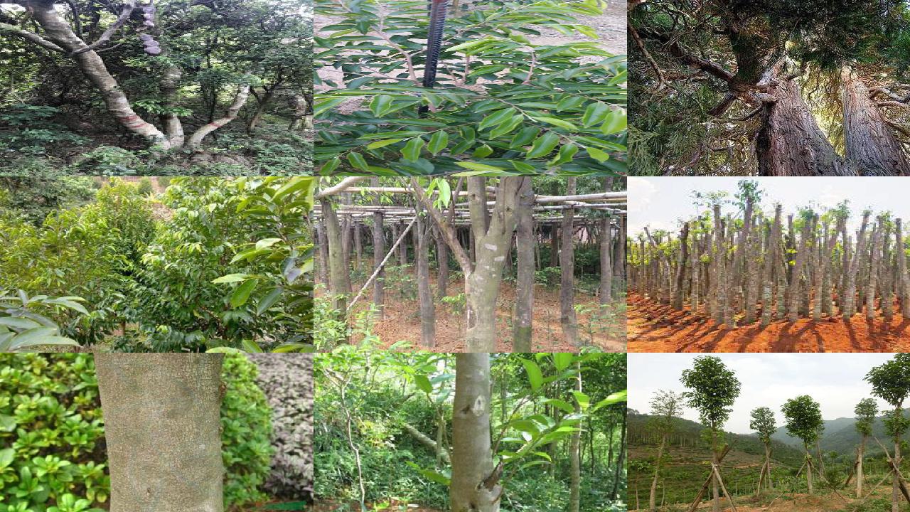沉香树能种在院子里吗-必看18条小知识1660666256759 沉香树能种在院子里吗-必看18条小知识1660666256759