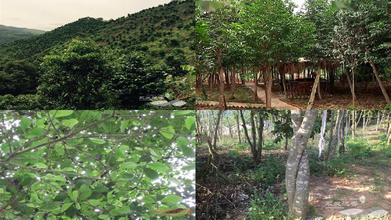 沉香树能种在院子里吗-必看18条小知识1660666256773 沉香树能种在院子里吗-必看18条小知识1660666256773