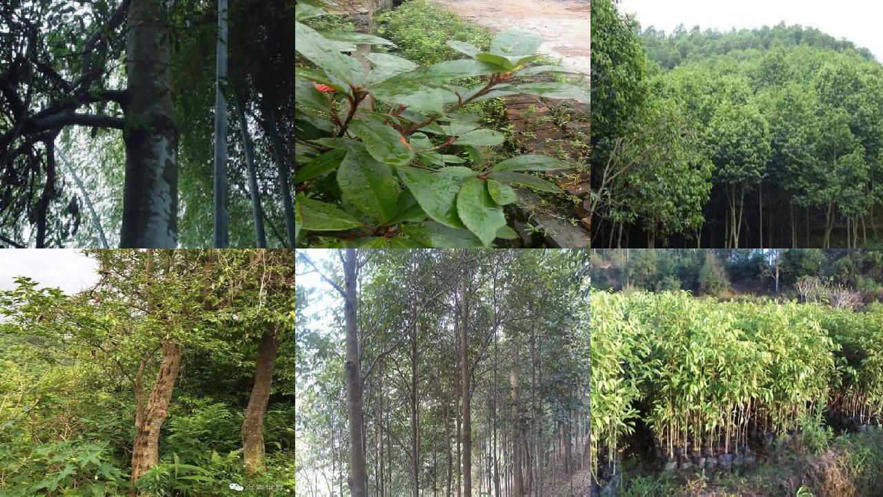 沉香树能种在院子里吗-必看18条小知识1660666256785 沉香树能种在院子里吗-必看18条小知识1660666256785