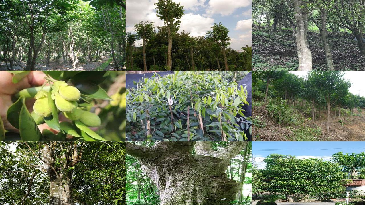 沉香木树苗哪里有1698710942519 沉香木树苗哪里有1698710942519
