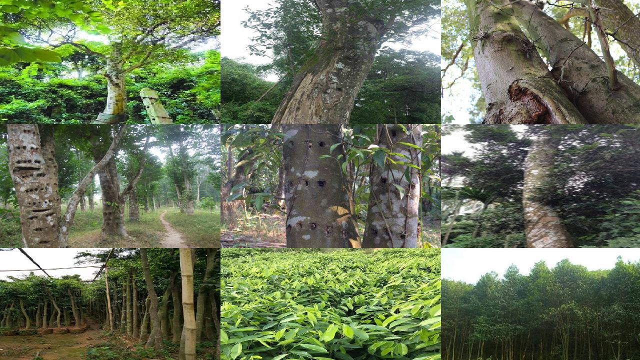 沉香树籽油25条介绍,你知道么?1660752836963 沉香树籽油25条介绍,你知道么?1660752836963