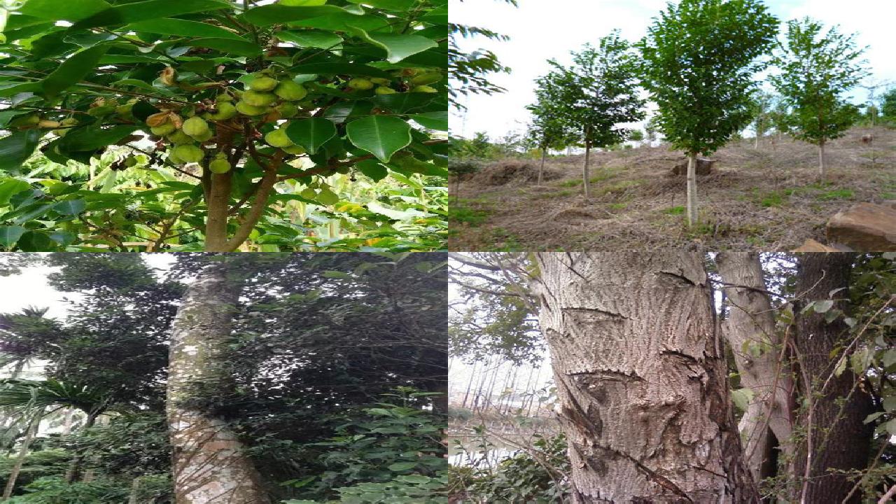 沉香树籽油25条介绍,你知道么?1660752836969 沉香树籽油25条介绍,你知道么?1660752836969
