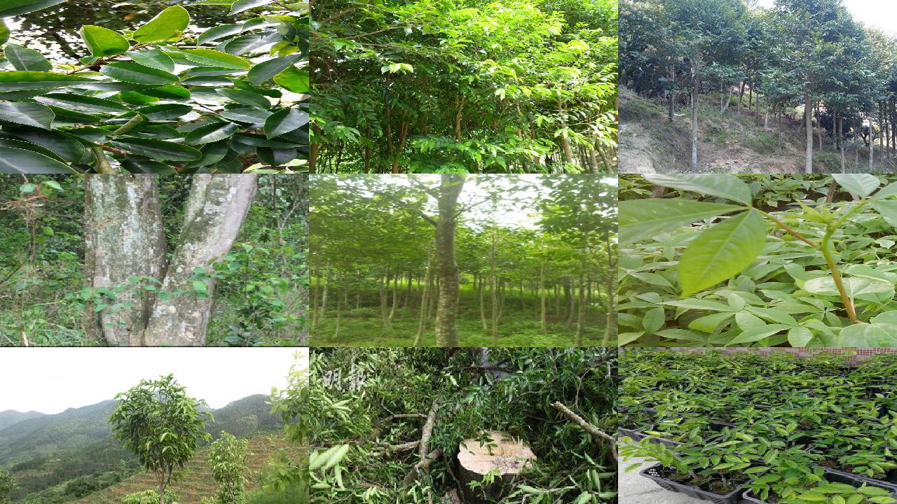 沉香树10公分多少钱-必看22条小知识1660752847401 沉香树10公分多少钱-必看22条小知识1660752847401