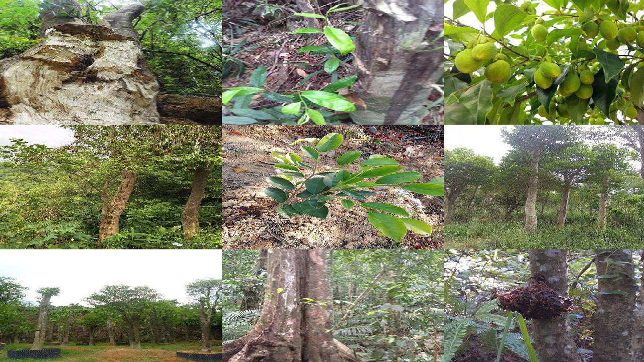 沉香树苗怎样栽种1698278979206 沉香树苗怎样栽种1698278979206