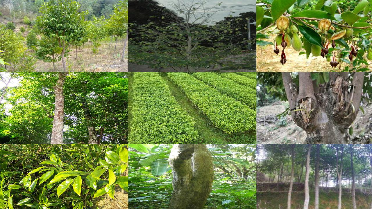 陈香树1695859765053 陈香树1695859765053