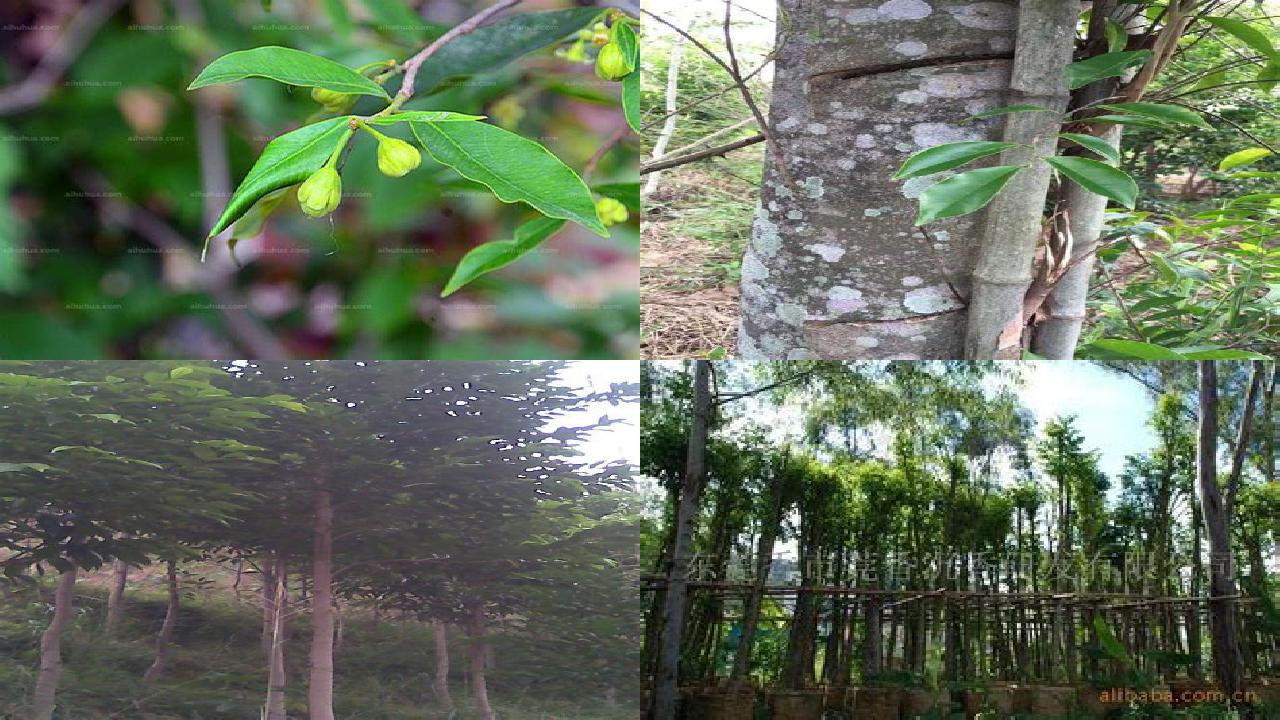 沉香树价钱20条介绍1660752865398 沉香树价钱20条介绍1660752865398