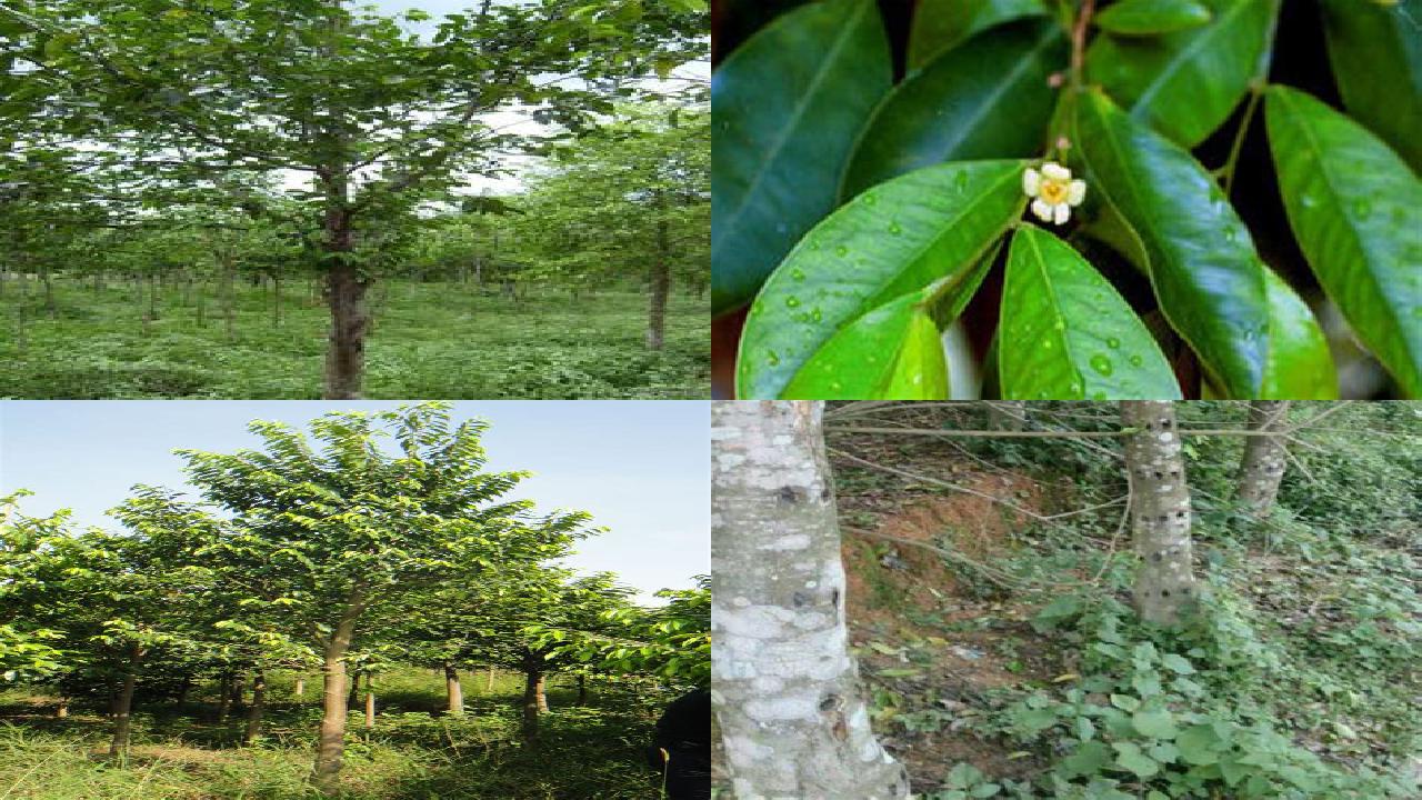 白奇楠沉香树苗哪里有1694995769792 白奇楠沉香树苗哪里有1694995769792