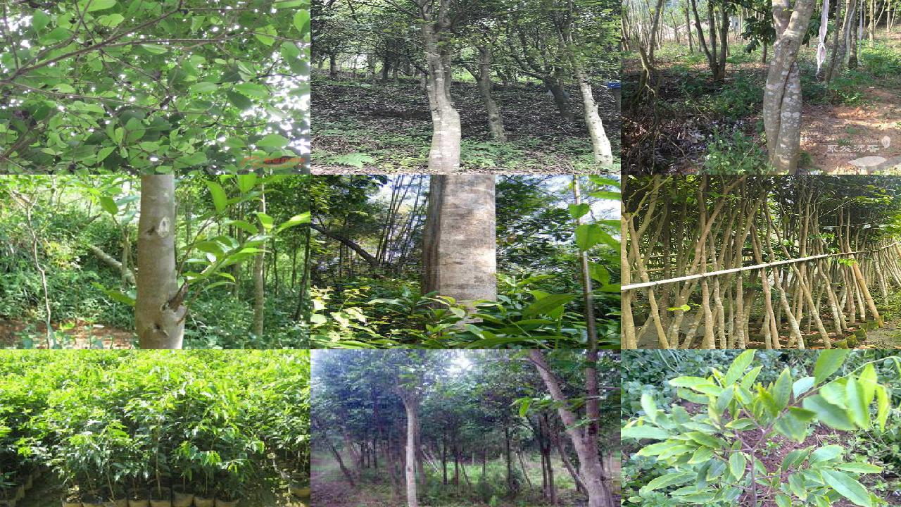 北方可以种沉香树吗32条介绍,来看看有哪些1660752885328 北方可以种沉香树吗32条介绍,来看看有哪些1660752885328