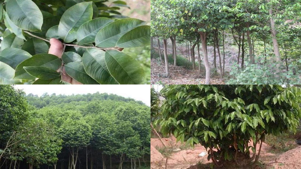 北方可以种沉香树吗32条介绍,来看看有哪些1660752885340 北方可以种沉香树吗32条介绍,来看看有哪些1660752885340