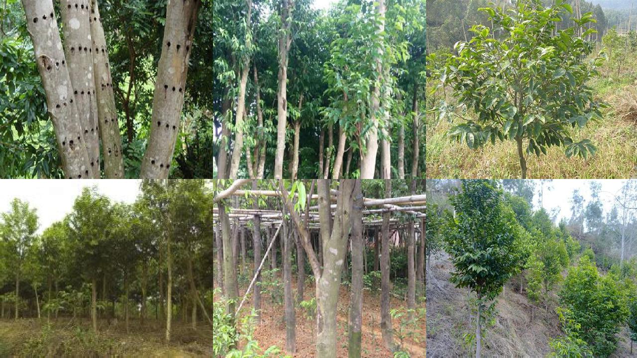 北方可以种沉香树吗32条介绍,来看看有哪些1660752885346 北方可以种沉香树吗32条介绍,来看看有哪些1660752885346