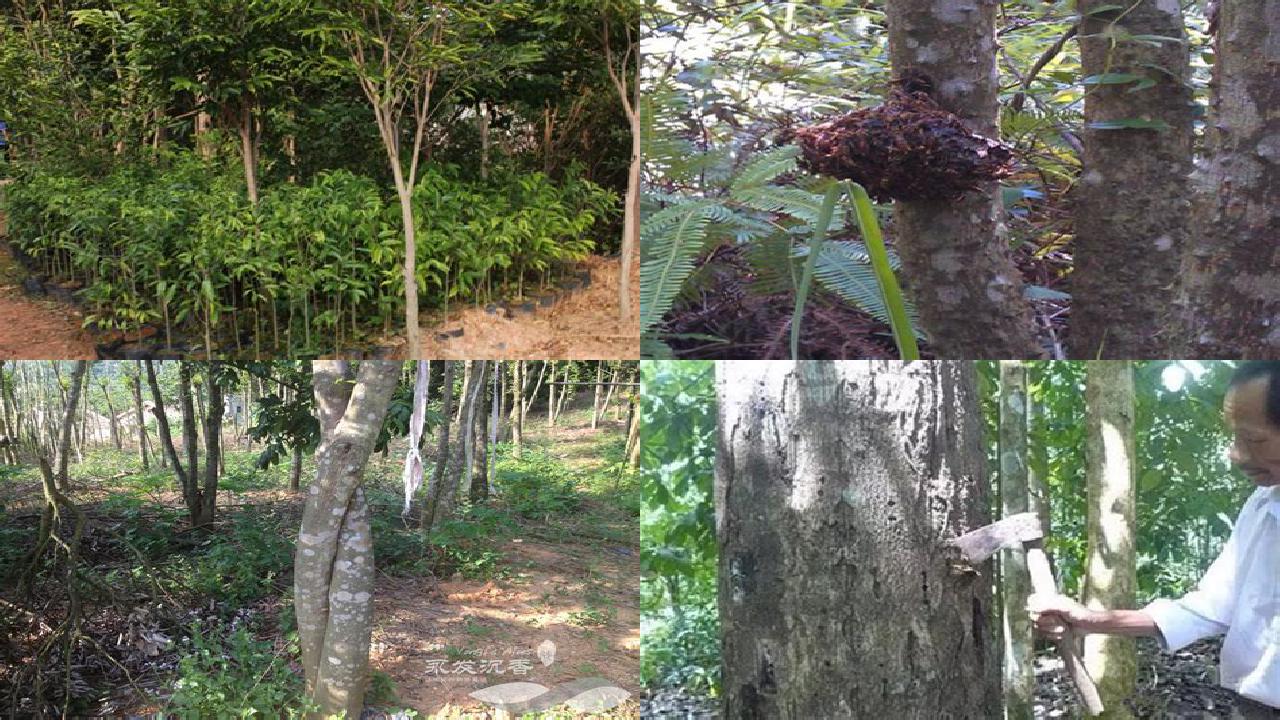 沉香树长在什么地方29条介绍,来看看有哪些1660752899059 沉香树长在什么地方29条介绍,来看看有哪些1660752899059