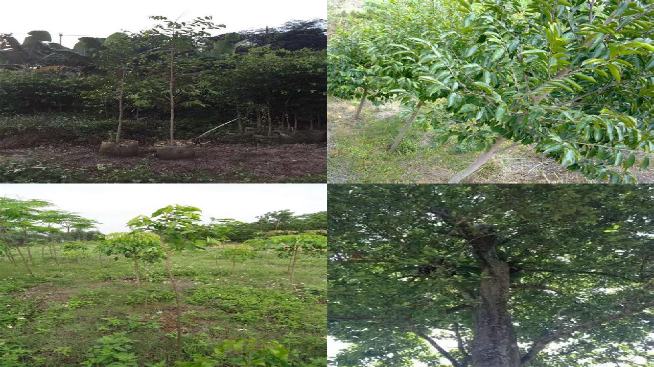 沉香树如何人工结香的23条小知识1660838878949 沉香树如何人工结香的23条小知识1660838878949