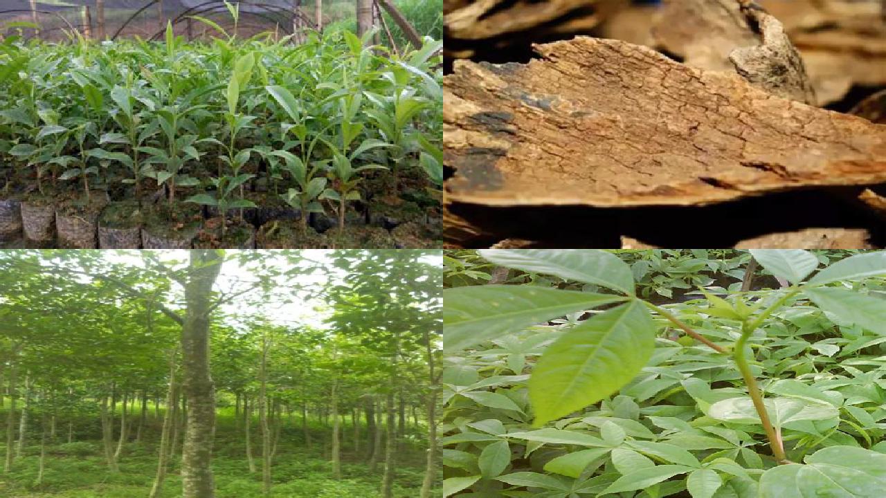 广西沉香苗木基地1698970181987 广西沉香苗木基地1698970181987