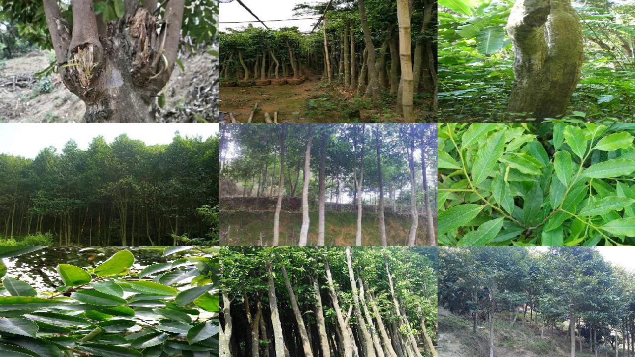 普通沉香树苗价格1697587788077 普通沉香树苗价格1697587788077