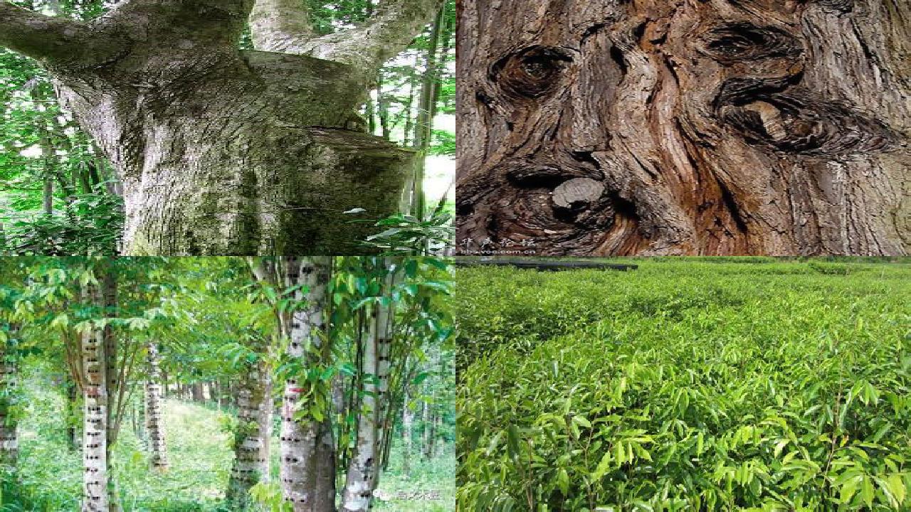 奇楠沉香树怎么种植16条介绍,你知道么?1660838974085 奇楠沉香树怎么种植16条介绍,你知道么?1660838974085