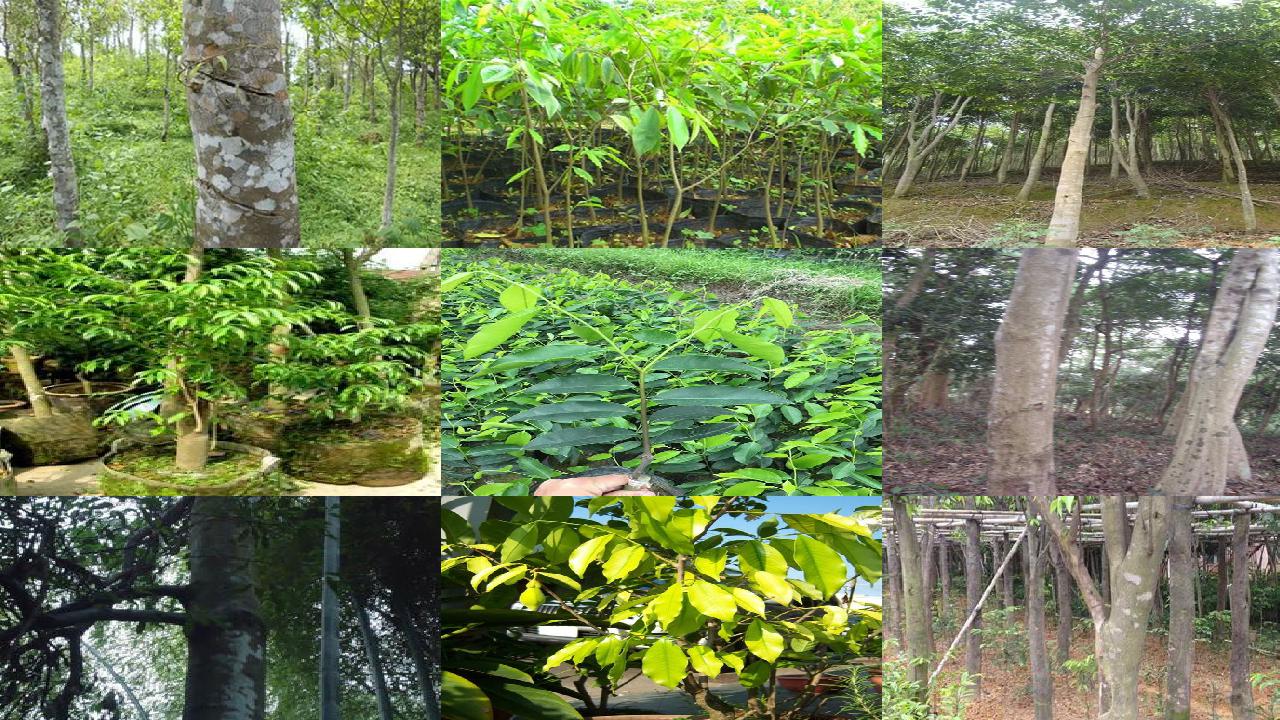 沉香树种植基地18条介绍,你知道么?1660838980836 沉香树种植基地18条介绍,你知道么?1660838980836