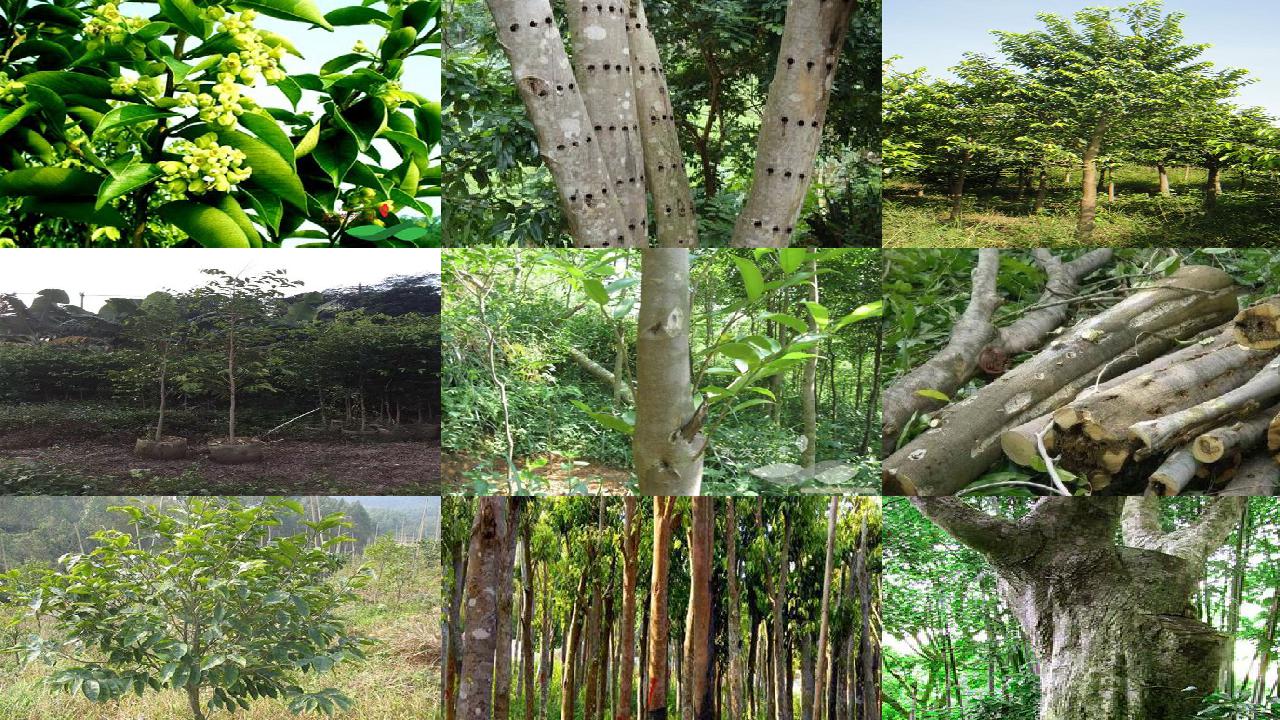 沉香树种植基地18条介绍,你知道么?1660838980842 沉香树种植基地18条介绍,你知道么?1660838980842