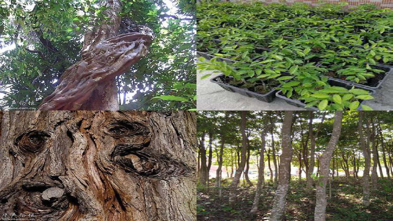 沉香树种植基地18条介绍,你知道么?1660838980848 沉香树种植基地18条介绍,你知道么?1660838980848