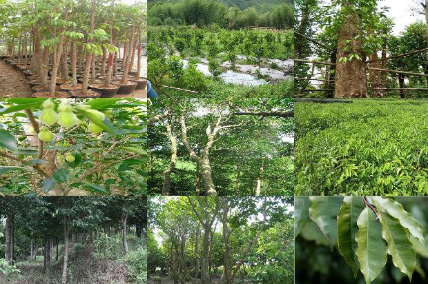 湖南可以种沉香树吗16条介绍1660925281788 湖南可以种沉香树吗16条介绍1660925281788