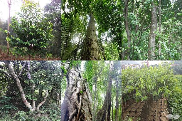 河北省可以种沉香树吗30条介绍1660925327116 河北省可以种沉香树吗30条介绍1660925327116