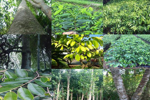 沉香树的价值36条介绍,来看看有哪些1661011728668 沉香树的价值36条介绍,来看看有哪些1661011728668